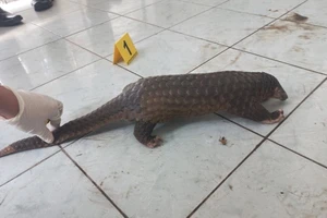 Bị khởi tố vì nhốt tê tê, kỳ tôm trong nhà