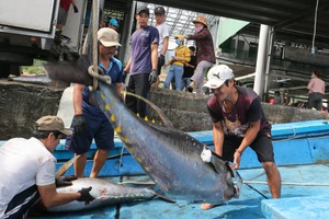 Vào vụ ‘săn’ cá ngừ dịp Tết