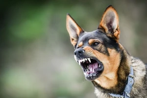 Một con chó thả rông cắn 7 người ở Phú Yên