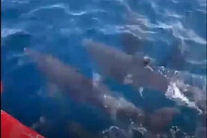 Cả trăm con cá heo xuất hiện gần danh thắng Mũi Điện ở Phú Yên