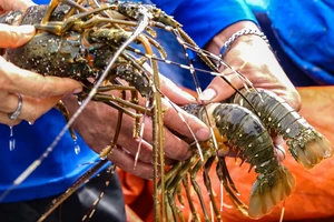 Khí độc tầng đáy đầm Cù Mông khiến tôm hùm, cá chết hàng loạt 