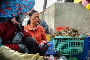 Tôm hùm, cá nuôi lại chết hàng loạt ở Phú Yên