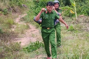 Cảnh sát vào rẫy khiêng 2 người hôn mê đi cấp cứu vì bị ong đốt gần 200 vết 