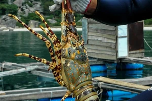 Lần đầu tổ chức lễ hội tôm hùm ở Khánh Hòa