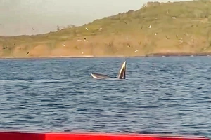 Ngư dân bắt gặp cá voi săn mồi trên biển Phú Yên