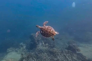 Rùa biển tái xuất hiện ở vịnh Nha Trang