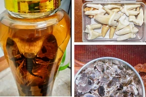 Mang rượu ngâm rắn hổ chúa đi bán, bị khởi tố