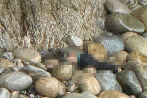 1 người rơi xuống vách núi Nhơn Lý khi đào cây cảnh 