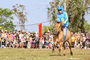 Đầu năm đến gò Thì Thùng xem 'kỵ sĩ nông dân' đua ngựa