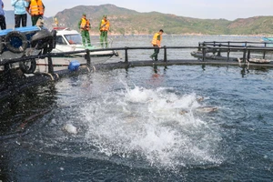 Khánh Hòa thí điểm nuôi biển công nghệ cao cách bờ 10 km