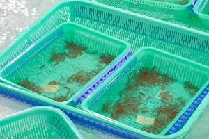 Thu giữ gần 250.000 con tôm hùm giống không rõ nguồn gốc ở Khánh Hòa