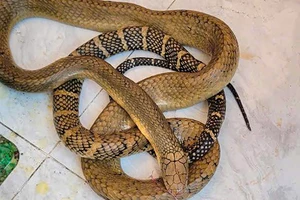 4 người bị khởi tố vì liên quan 2 con rắn hổ chúa