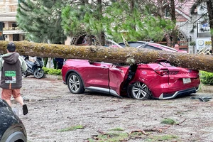 Mưa kèm gió mạnh làm cây xanh ngã đổ, đè nhiều ô tô ở Lâm Đồng