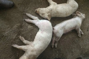 Hàng chục con heo của 1 hộ ở Lâm Đồng chết chưa rõ nguyên nhân