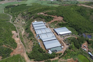 Khánh Hòa: 1 trại heo 'khủng' không phép trên ngọn đồi, gần khu dân cư