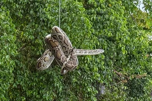 Báo chính quyền đến bắt con trăn đất nhưng không nơi nào chịu tiếp nhận