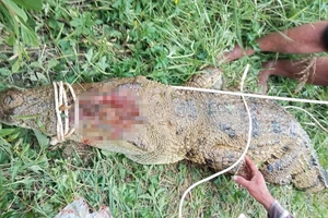 Cá sấu, trăn xuất hiện liên tục ngoài tự nhiên, Khánh Hòa sẽ kiểm tra cơ sở nuôi động vật rừng