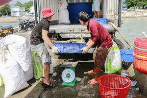 Ngư dân ở Khánh Hòa hối hả bán cá để chạy bão Kalmaegi