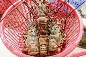 Bán tháo tôm hùm chạy bão 13