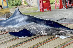 Cá heo dài 2 m còn sống dạt vào bờ biển Khánh Hòa