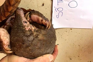 Phát hiện cặp vợ chồng ở Khánh Hòa nuôi nhốt 4 con tê tê quý hiếm