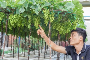 Đặc sản nho cảnh Ninh Thuận 'cháy hàng' ngày Tết