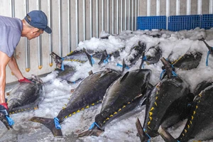 Ngư dân trúng chuyến biển đầu năm, có tàu mang về 70-80 cá ngừ đại dương