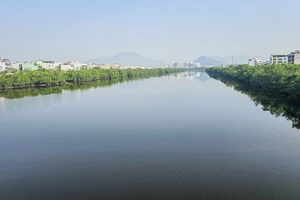 2 hàng cây khiến dự án 590 tỉ đồng chưa thể nghiệm thu: Khánh Hòa quyết chặt bỏ