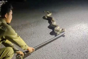 Phát hiện trăn hoang dã trong khu dân cư