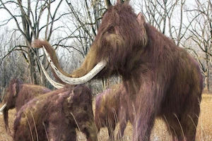 Hé lộ giả thuyết mới lý giải sự tuyệt chủng của voi ma mút