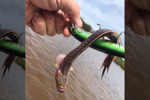 Sinh vật bí ẩn dưới lòng biển Úc