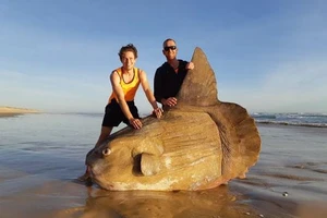 Cá mặt trời khổng lồ xuất hiện trên bãi biển 