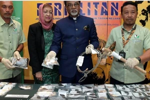 Săn trộm gấu và hổ, hai người Việt Nam bị bắt giữ