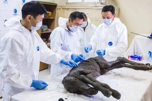 Máu lỏng bên trong một chú ngựa bị đóng băng 42.000 năm