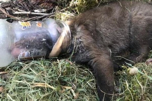 Chú cáo con bị mắc kẹt trong lọ bơ đậu phộng may mắn được cứu