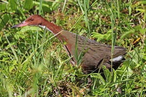 Tìm thấy loài chim đã tuyệt chủng 136.000 năm trước