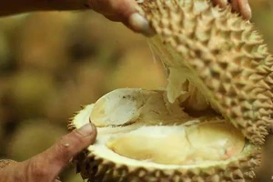 500 người sơ tán vì... mùi sầu riêng