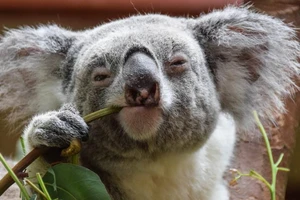 Biểu tượng của nước Úc: Loài gấu túi koala sắp bị tuyệt chủng