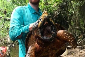 Ngỡ ngàng trước con rùa cá sấu to kỷ lục ở Mỹ