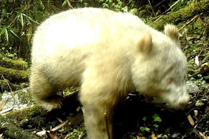 Gấu trúc bạch tạng lần đầu được phát hiện ở Trung Quốc