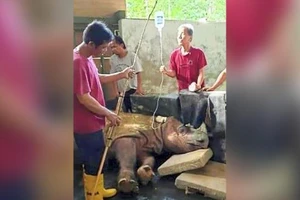 Tê giác Sumatra đực cuối cùng của Malaysia đã chết