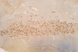 Kinh ngạc hóa thạch 50 triệu năm của đàn cá đang bơi