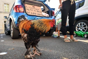 Nước Pháp chia rẽ dữ dội vì... quyền gáy của một con gà