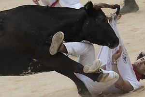 3 người bị húc trong ngày đầu tiên của lễ hội đua bò