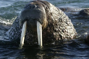 Tàu Nga chìm ở Bắc Cực khi bị một con hải mã tấn công