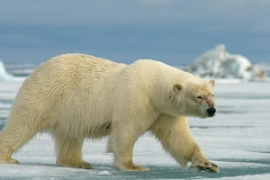 Đoàn thám hiểm Nga suýt nữa đã bị gấu Bắc Cực tấn công