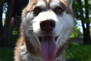 Anh: Suýt cháy nhà vì chó Husky