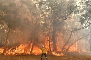 Nóng kỷ lục, Úc tuyên bố tình trạng khẩn cấp