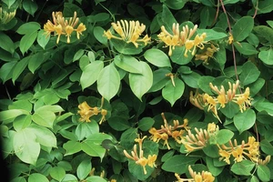 Một số nhà khoa học Trung Quốc tin rằng phương thuốc cổ truyền Song Hoàng Liên có thể giúp điều trị người nhiễm virus Corona mới. Ảnh: BRITANNICA