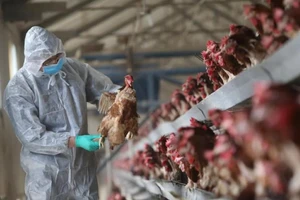 Trung Quốc thông báo phát hiện ổ dịch do virus cúm A/H5N6 gây ra ở tỉnh Tứ Xuyên. Ảnh: SCMP